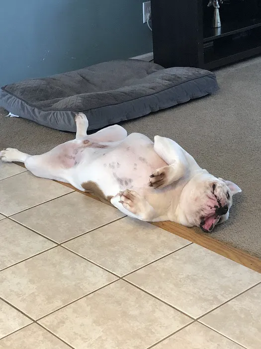 VCA Fischer Animal Hospital Picture 4