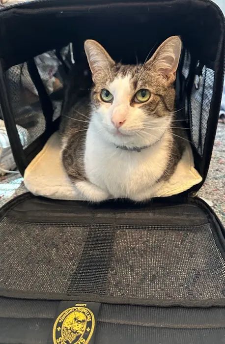 VCA Fischer Animal Hospital Picture 8