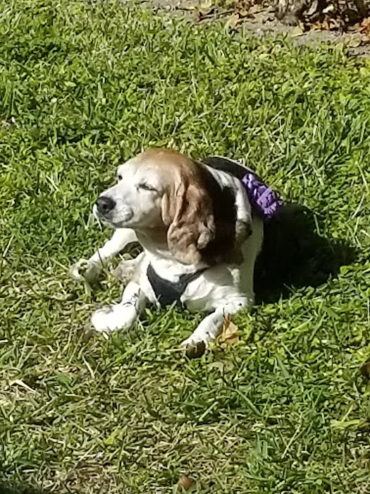 VCA Fischer Animal Hospital Picture 9