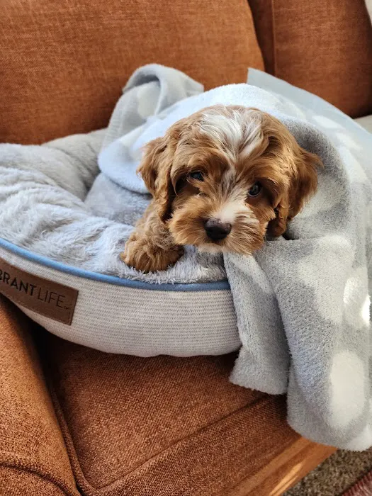 Pauley's Pups Picture 3