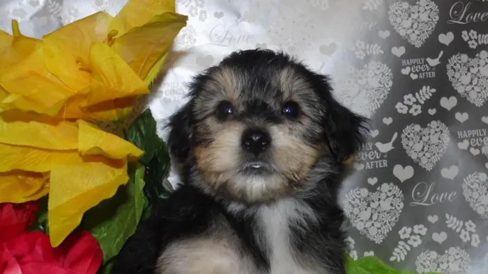Pauley's Pups Picture 2