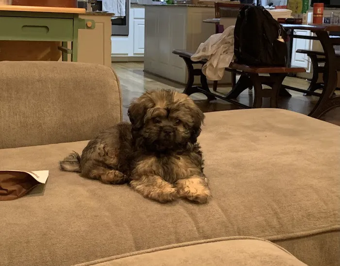 Pauley's Pups Picture 7
