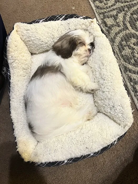 Pauley's Pups Picture 9