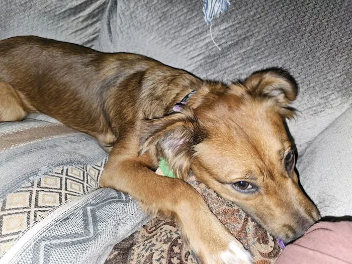 Coastal Veterinary Picture 1