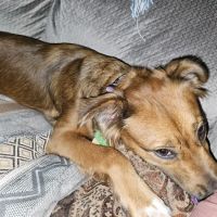 Coastal Veterinary ico