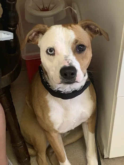 Coastal Veterinary Picture 4