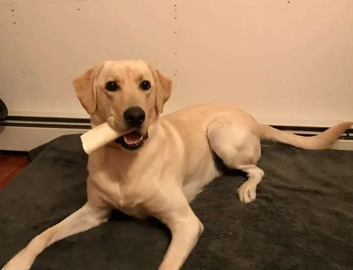 Coastal Veterinary Picture 3