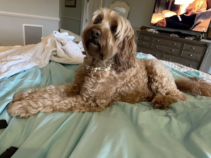 Coastal Veterinary Picture 6