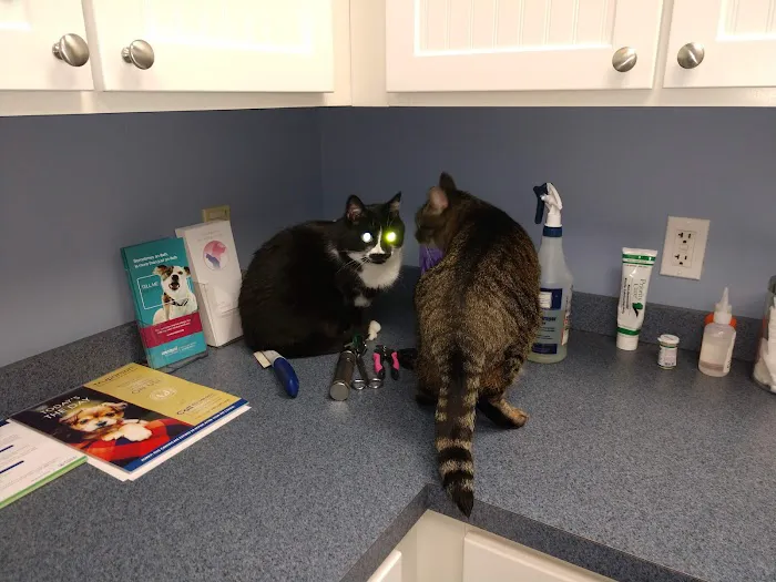 Calling All Creatures Veterinary Hospital Picture 6
