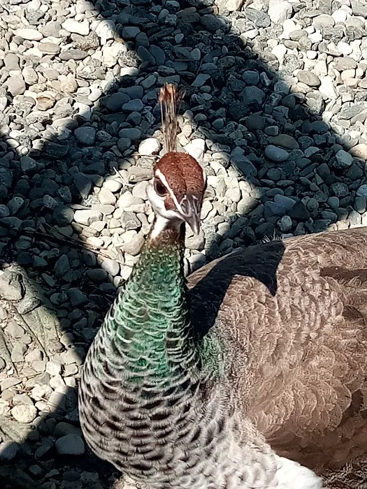 Popcorn Park Animal Clinic Picture 1