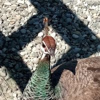 Popcorn Park Animal Clinic ico