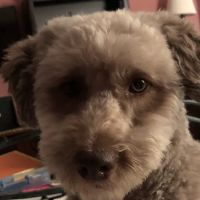 Crestwood Village Veterinary: Riche James J DVM ico