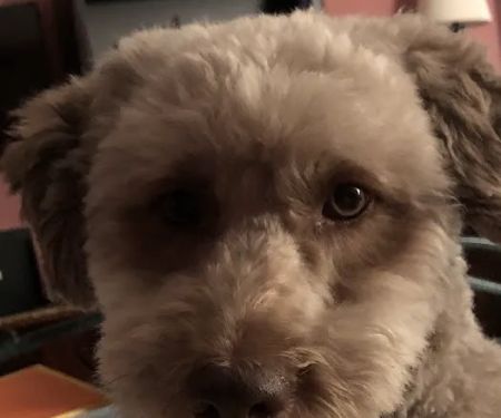 Crestwood Village Veterinary: Riche James J DVM