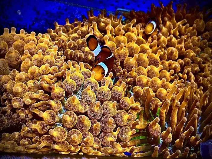 Aquarium Pros VA Picture 10
