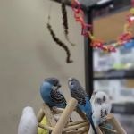 Petco