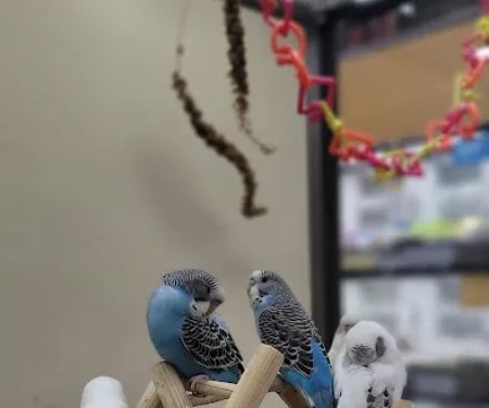 Petco