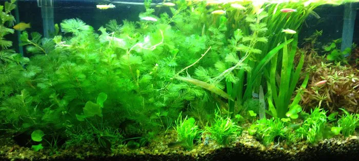 Azalea Aquariums Picture 3