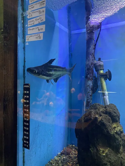Azalea Aquariums Picture 7