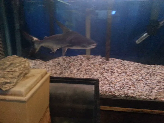 Azalea Aquariums Picture 8