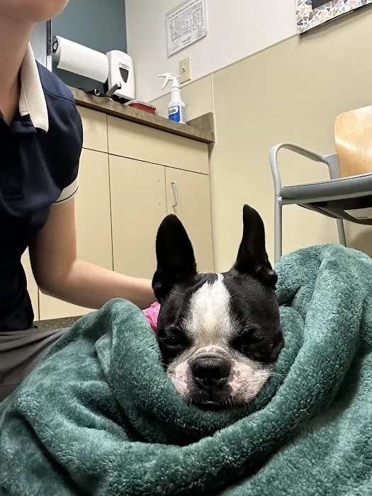 BluePearl Pet Hospital Picture 3