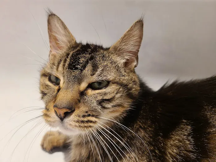 BluePearl Pet Hospital Picture 1