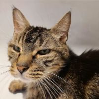 BluePearl Pet Hospital ico