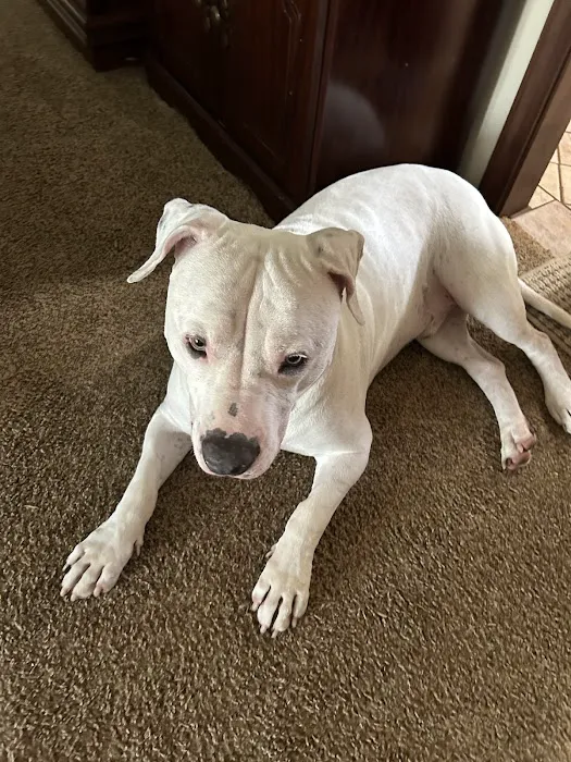 BluePearl Pet Hospital Picture 2