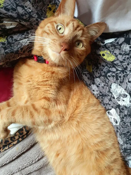 BluePearl Pet Hospital Picture 5