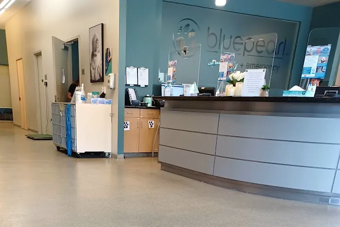 BluePearl Pet Hospital Picture 4