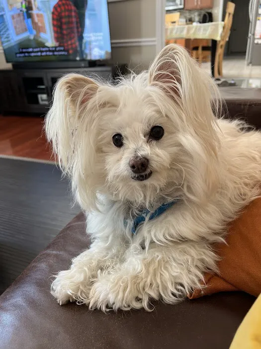 BluePearl Pet Hospital Picture 8