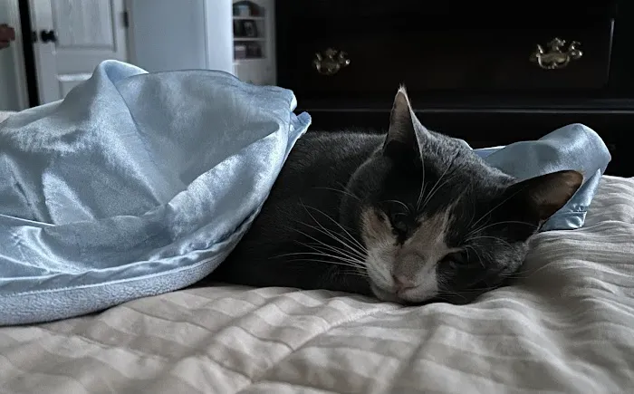 BluePearl Pet Hospital Picture 10