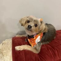 Bridgewater Veterinary Hospital (Bensalem) ico