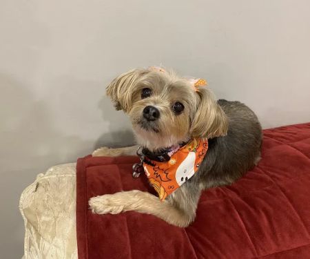 Bridgewater Veterinary Hospital (Bensalem)