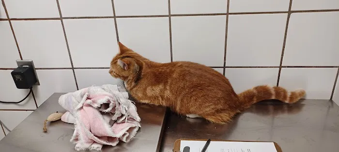 Bridgewater Veterinary Hospital (Bensalem) Picture 2