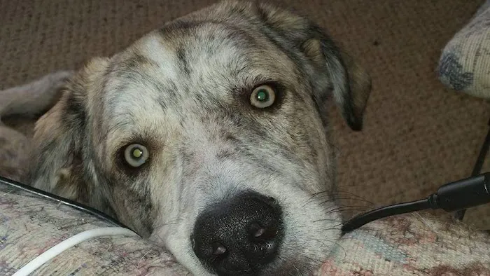 Bridgewater Veterinary Hospital (Bensalem) Picture 9