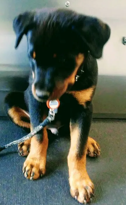 Bridgewater Veterinary Hospital (Bensalem) Picture 7