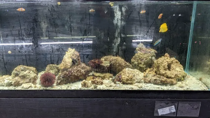 Skoolz of Fish Picture 8