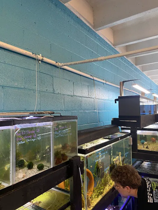 Skoolz of Fish Picture 7