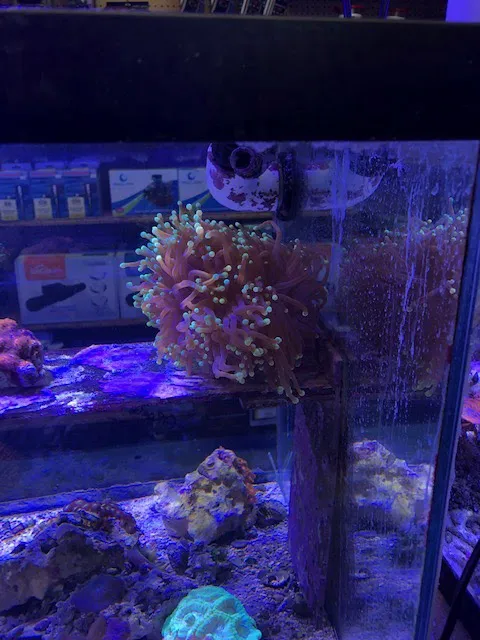 Fish World Picture 3
