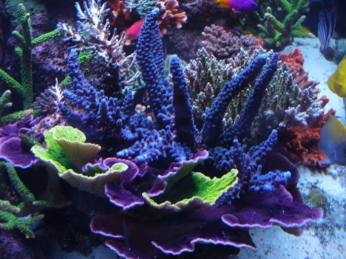 Fish World Picture 2