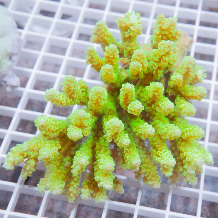 Fish World Picture 4