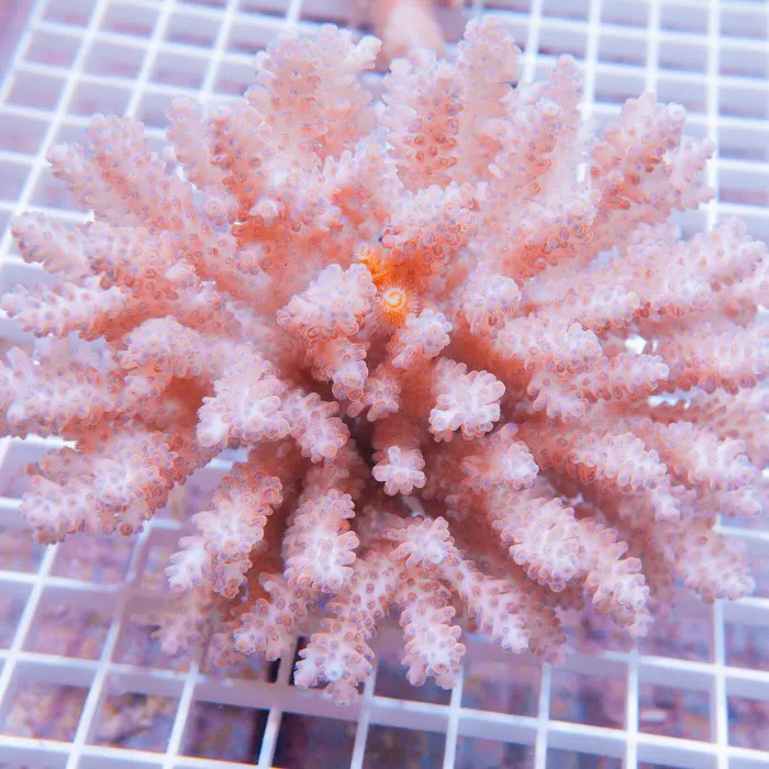Fish World Picture 10
