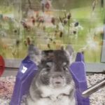 Petco