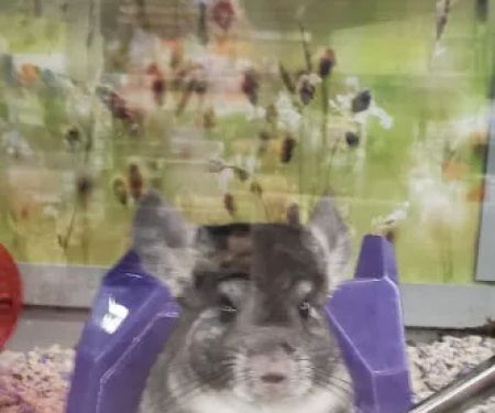 Petco