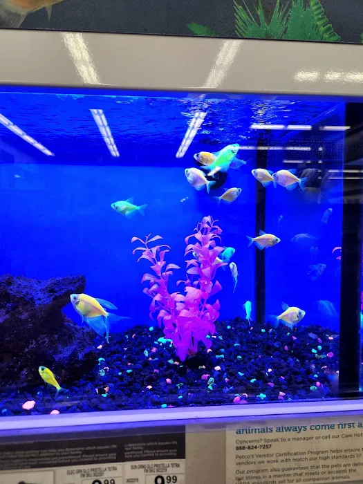 Petco Picture 8