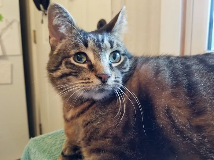 Allergy Ear and Skin Care for Animals Picture 2