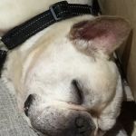 Allergy Ear and Skin Care for Animals