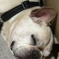 Allergy Ear and Skin Care for Animals ico