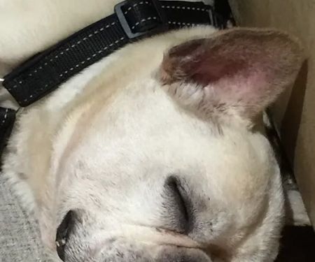 Allergy Ear and Skin Care for Animals