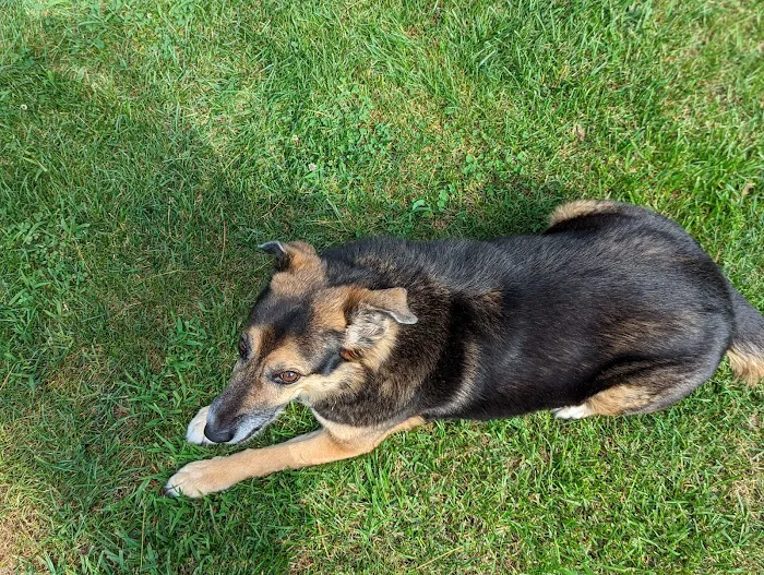 Joyful Animal Hospital Picture 9